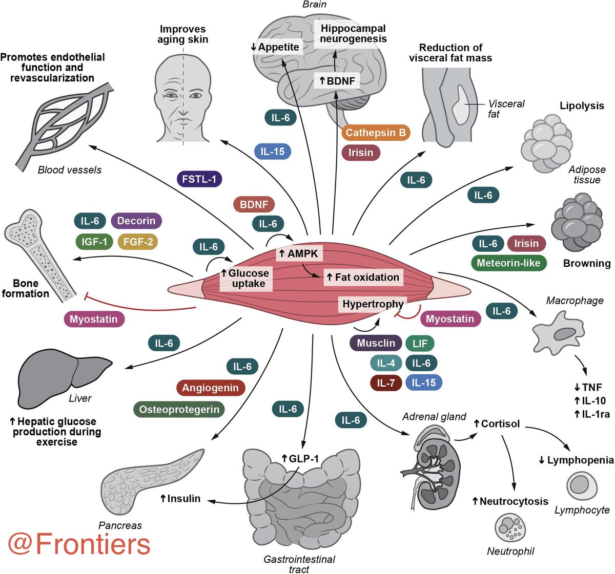 La Jefita tweet media