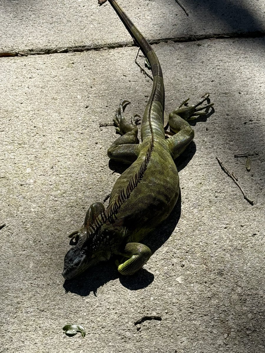 I finally ventured out to walk Luna and this is how I'm rewarded. Falling iguanas are a real thing 😭