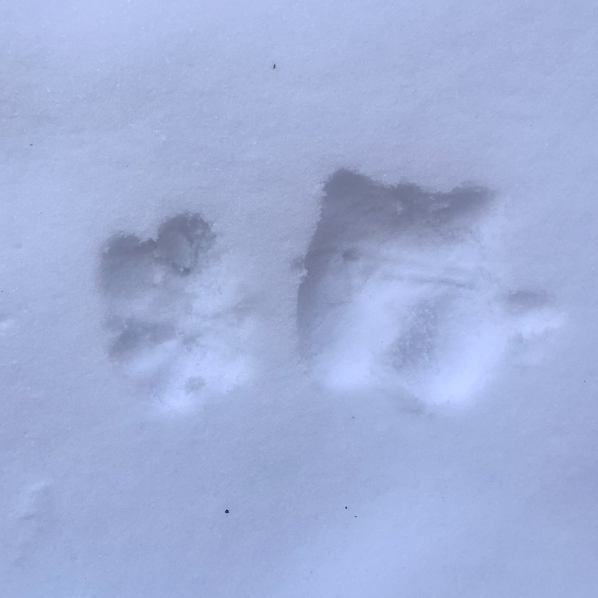 baekdates's tweet photo. little snow angels! ❄️ https://t.co/txM2ofuegK