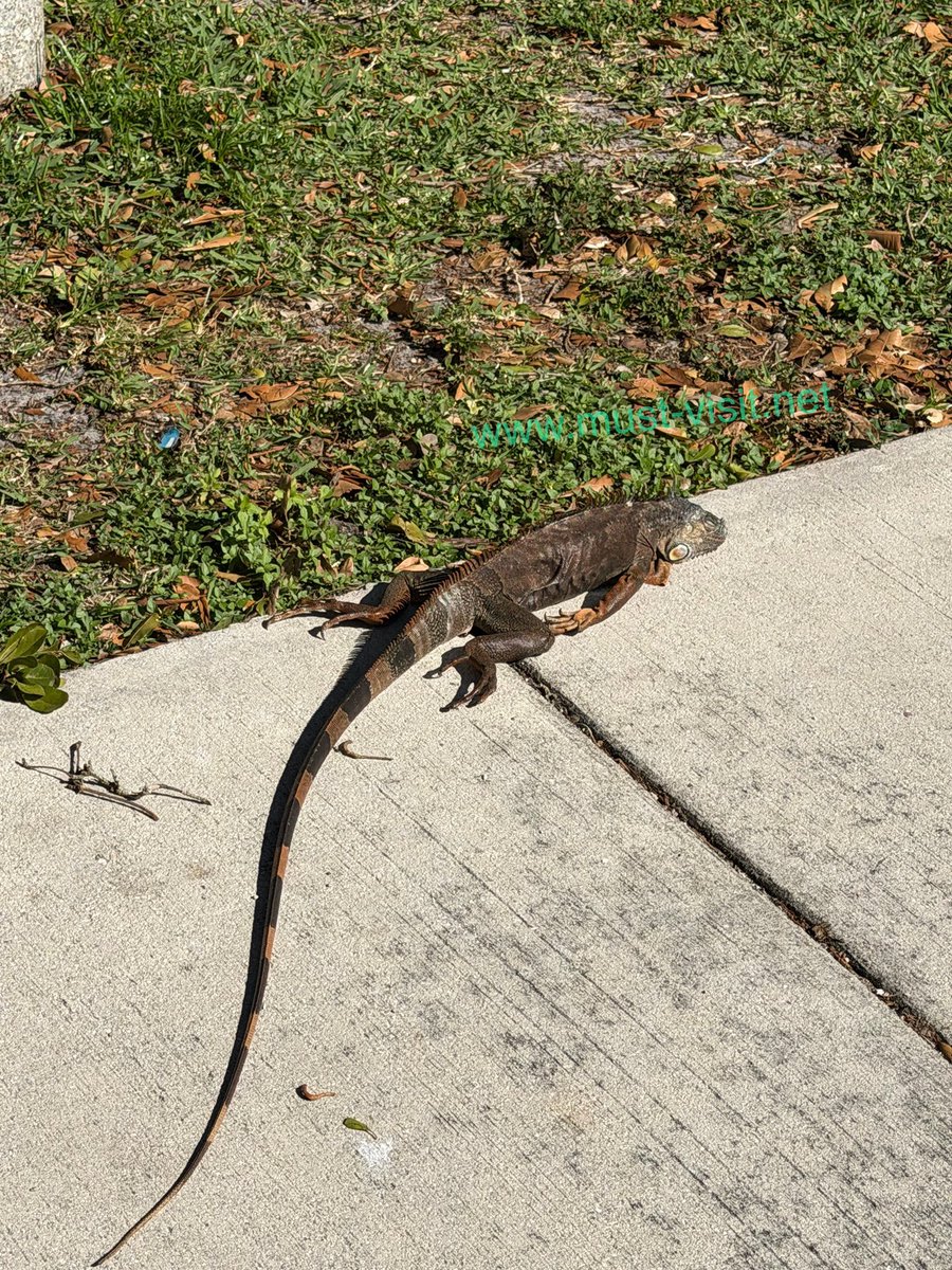 Must_Visit_Net's tweet photo. Temps are dropping, and so are iguanas! 🦎
Today in South Florida - February 1, 2026
Much like many Floridians 😄, iguanas can't stand the cold (Literally.)
https://t.co/xzklrZyfxD
#SouthFlorida #FloridaWinter #WinterInFlorida #SunnyDay #BeachVibes https://t.co/D4UrmB2OaI
