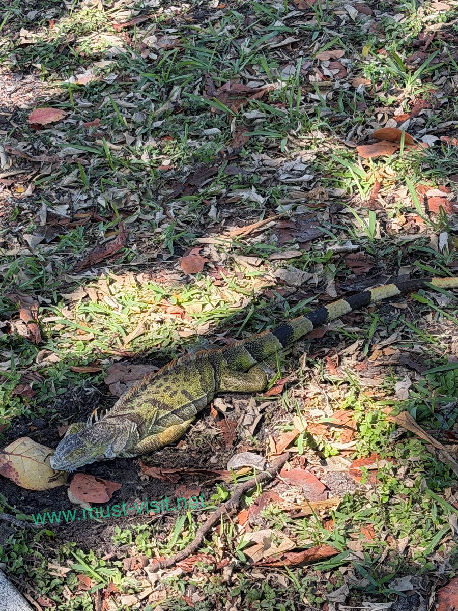 Must_Visit_Net's tweet photo. Temps are dropping, and so are iguanas! 🦎
Today in South Florida - February 1, 2026
Much like many Floridians 😄, iguanas can't stand the cold (Literally.)
https://t.co/xzklrZyfxD
#SouthFlorida #FloridaWinter #WinterInFlorida #SunnyDay #BeachVibes https://t.co/D4UrmB2OaI