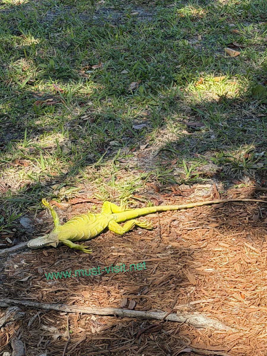 Must_Visit_Net's tweet photo. Temps are dropping, and so are iguanas! 🦎
Today in South Florida - February 1, 2026
Much like many Floridians 😄, iguanas can't stand the cold (Literally.)
https://t.co/xzklrZyfxD
#SouthFlorida #FloridaWinter #WinterInFlorida #SunnyDay #BeachVibes https://t.co/D4UrmB2OaI