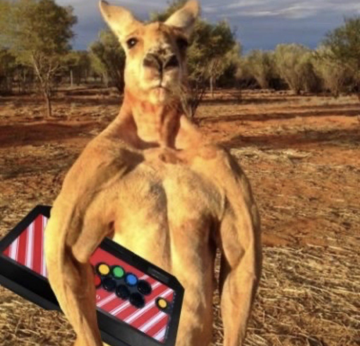 LMNY | KangarooMan 🦘 tweet media