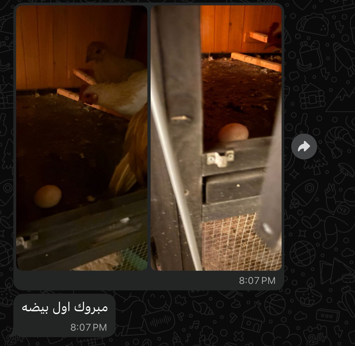 Ayzmnz's tweet photo. اكثر شيء تعودنا عليه بصوص الدجاج ان ثاني يوم يودعون .. 

ف سويت تجرب�� مدتها ٦ اشهر اوثق تجربتي في اني احاول اعيش معهم من اول يوم الين يبيضون من جديد وابدا مزرعة عندي في البيت يعطوني بيض لانهائي 😅😅 

شوفو الفيديو وعطونا نجحت ولا 💔؟ https://t.co/llIQaCdSFB
