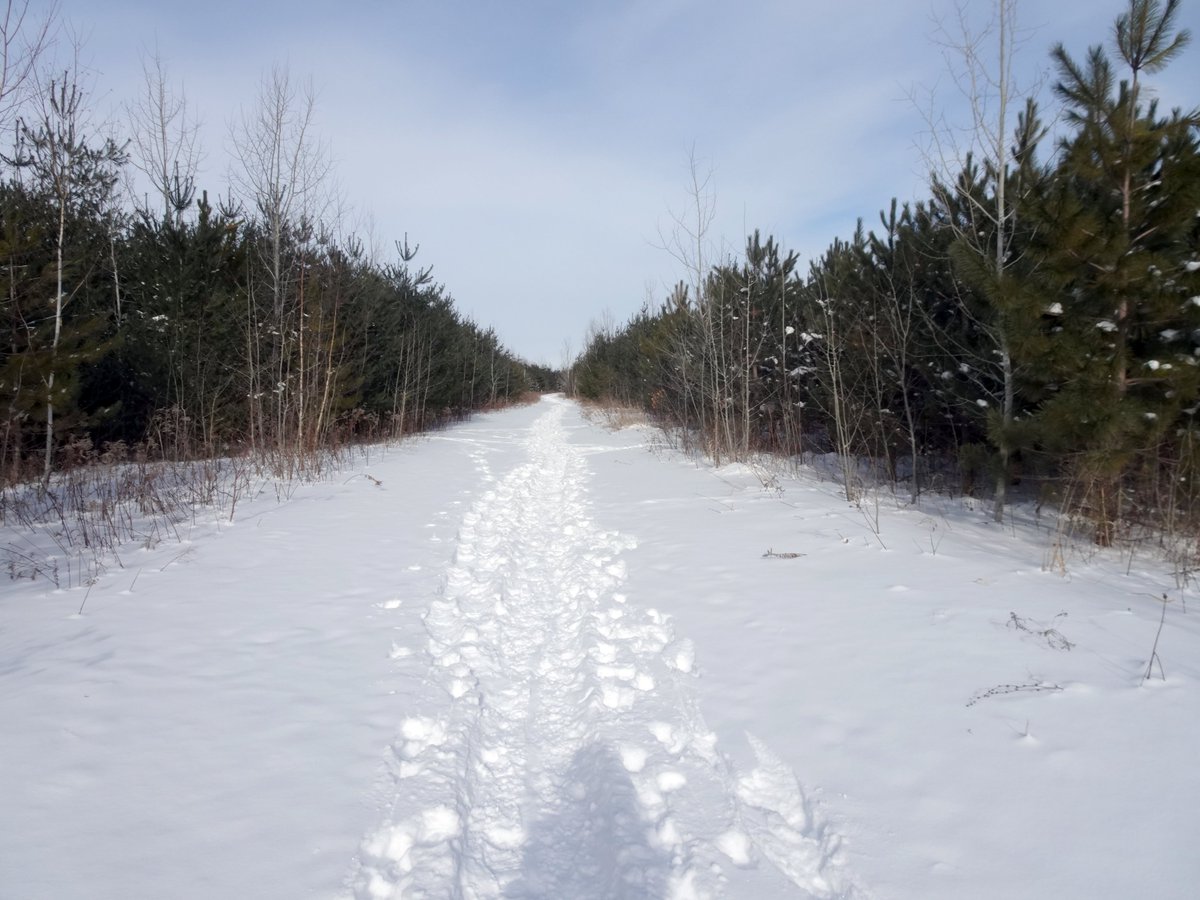 RNUP_NOW's tweet photo. Bob Hunter Park #RNUP is a great place to go snowshoeing. #Scarboroughmirror #RougeNUP @RNUP_NOW @RougePark @Rouge_Valley_CC #ScarbTO #RNUP #Hiking https://t.co/CzndPddx6i