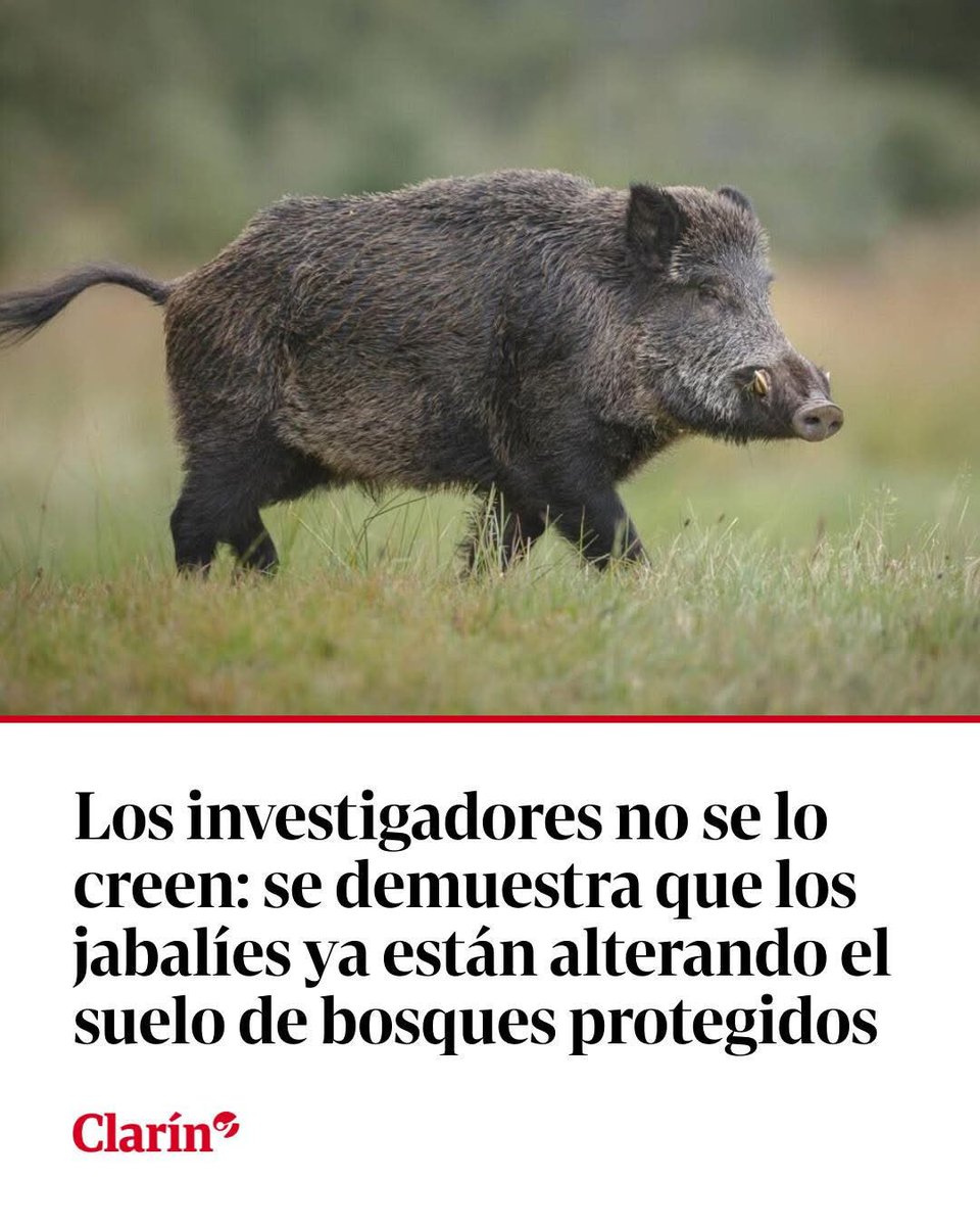 Se lo venimos avisando, está plaga va a causar desastres de todo tipo…