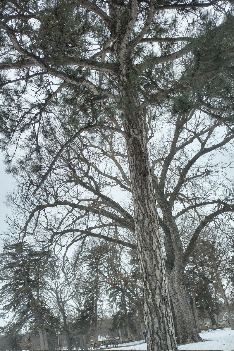 GrumpyBear1983's tweet photo. #winterweather https://t.co/7PbCCJB3aE