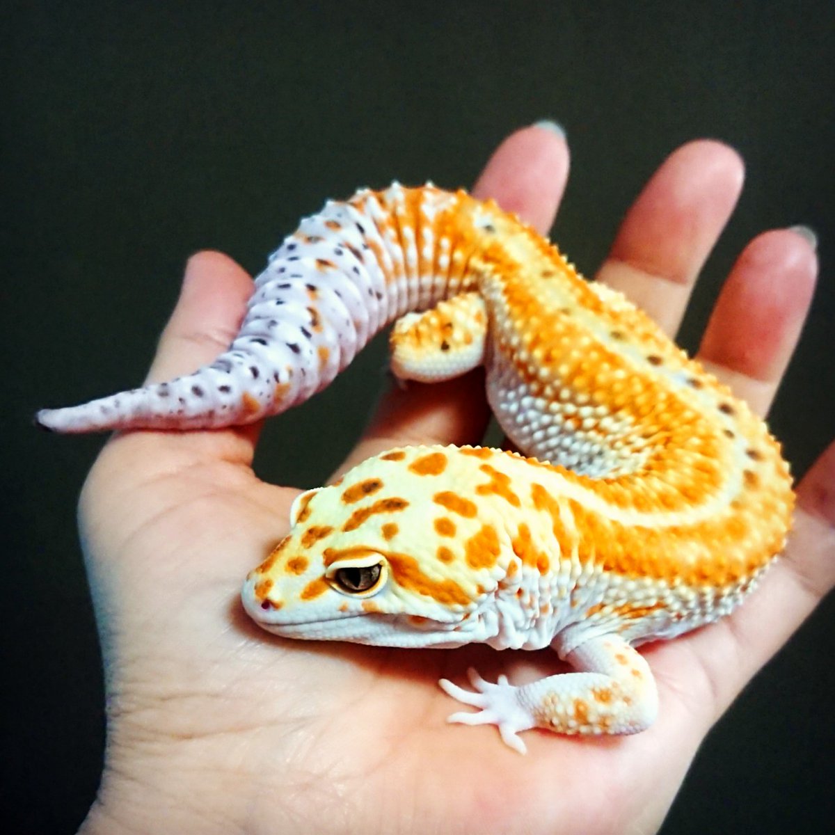 AffectionRep's tweet image. 普通の人はヤモリの顔なんてみんな一緒に見えるんだろうけど、面白い位に顔が違っていて
「今の角度父ちゃんにそっくり！」
「この体の感じはまるで爺ちゃんだ！」
「目の形が母ちゃんじゃん！」
となる瞬間がある。

ちなみに1枚目が父。2枚目は息子。
骨格構成がよく似ていて気味悪いくらい。