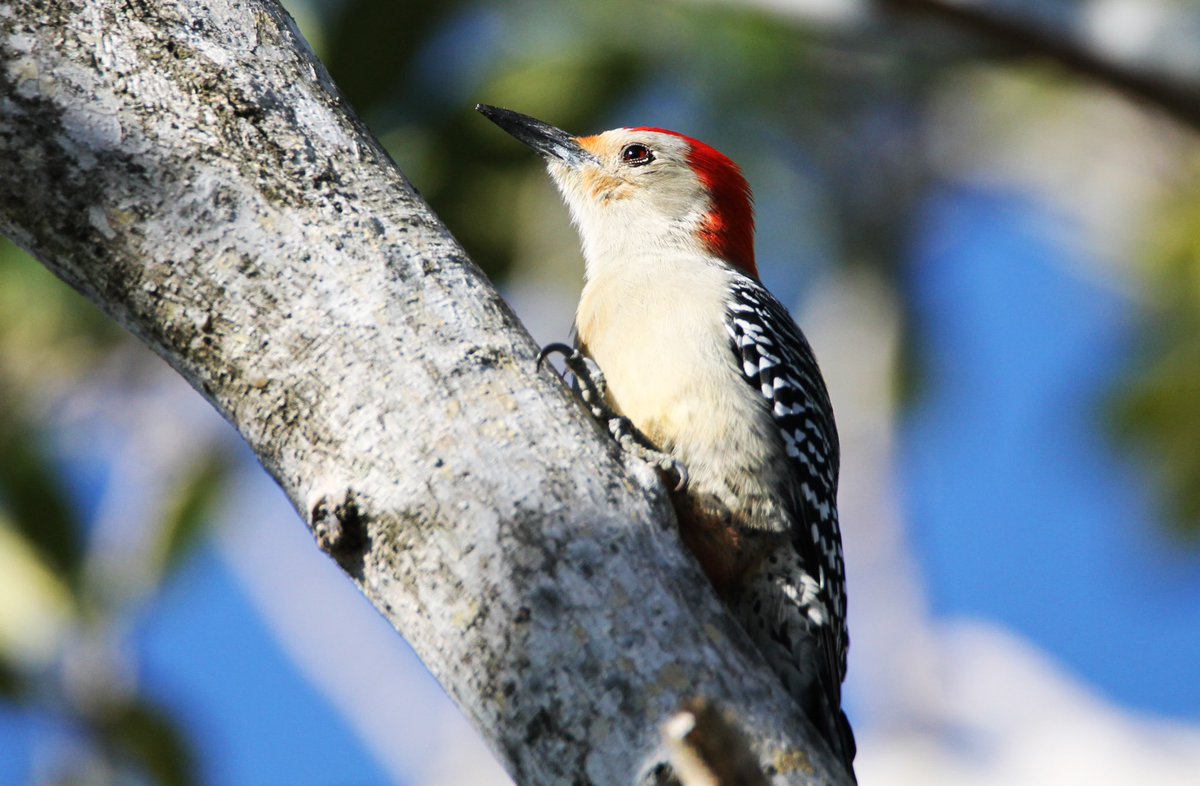 Red-bellied Woodpecker.