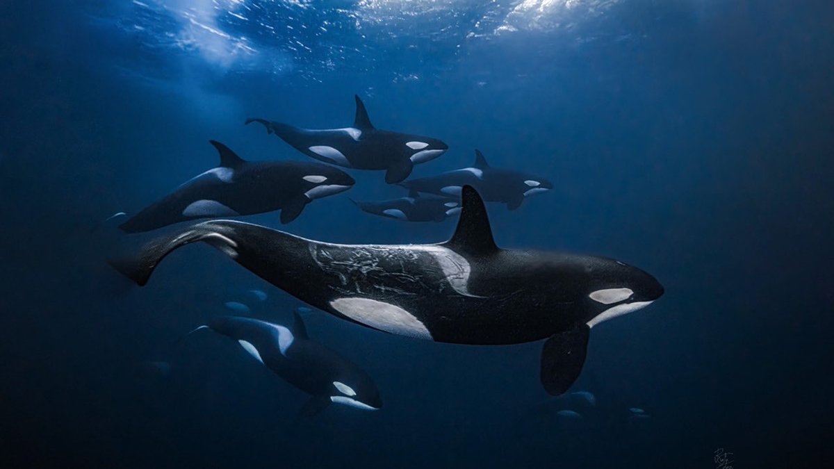 LethalCrysis's tweet photo. EL REINO OCULTO DE LAS ORCAS: SECRETOS DEL ÁRTICO 

https://t.co/AQMjmNOYmO https://t.co/Zsh2fBuSPa