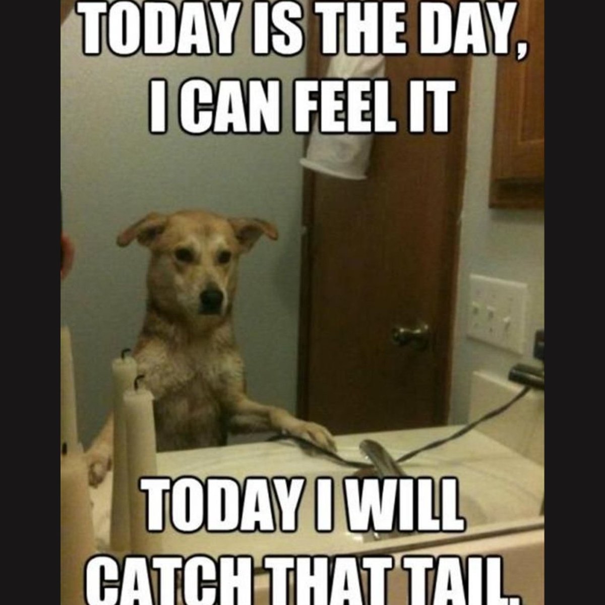 Dead Frequency tweet media