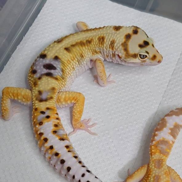 AffectionRep's tweet image. 普通の人はヤモリの顔なんてみんな一緒に見えるんだろうけど、面白い位に顔が違っていて
「今の角度父ちゃんにそっくり！」
「この体の感じはまるで爺ちゃんだ！」
「目の形が母ちゃんじゃん！」
となる瞬間がある。

ちなみに1枚目が父。2枚目は息子。
骨格構成がよく似ていて気味悪いくらい。