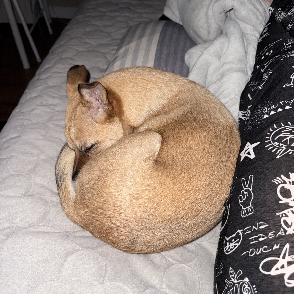 이렇게 동구란 강아디 본 적 잇스싱가요