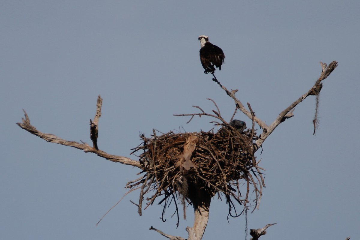 Osprey and nest.
