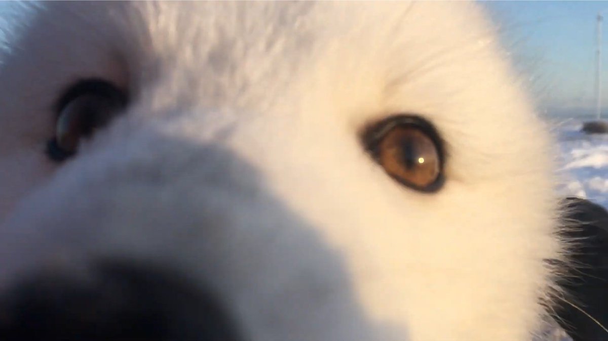 DailyArcticFox's tweet photo. ❄️🦊 https://t.co/mFsWfjFrYQ