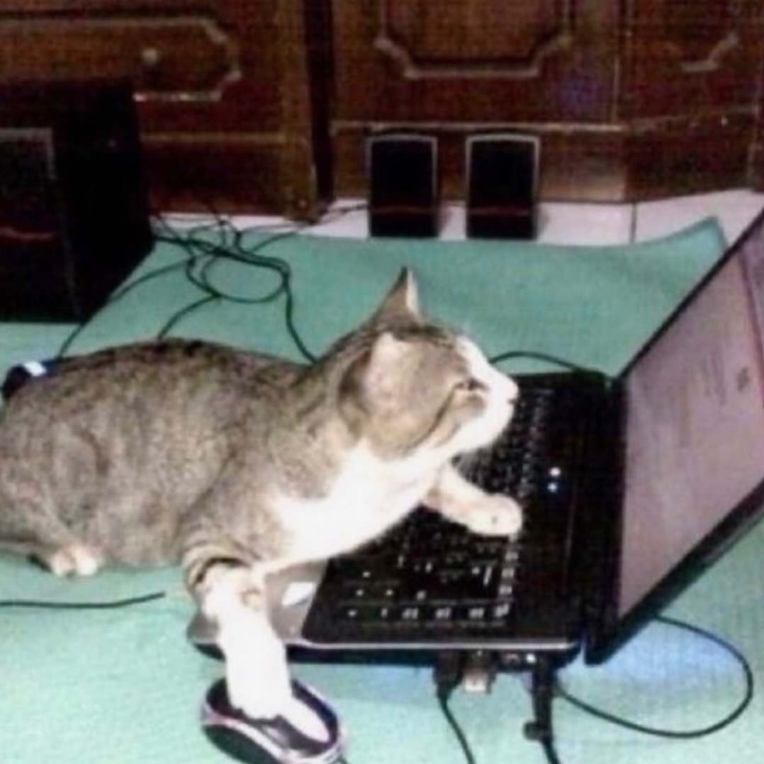 Punch Cat (@punchingcat) on Twitter photo 