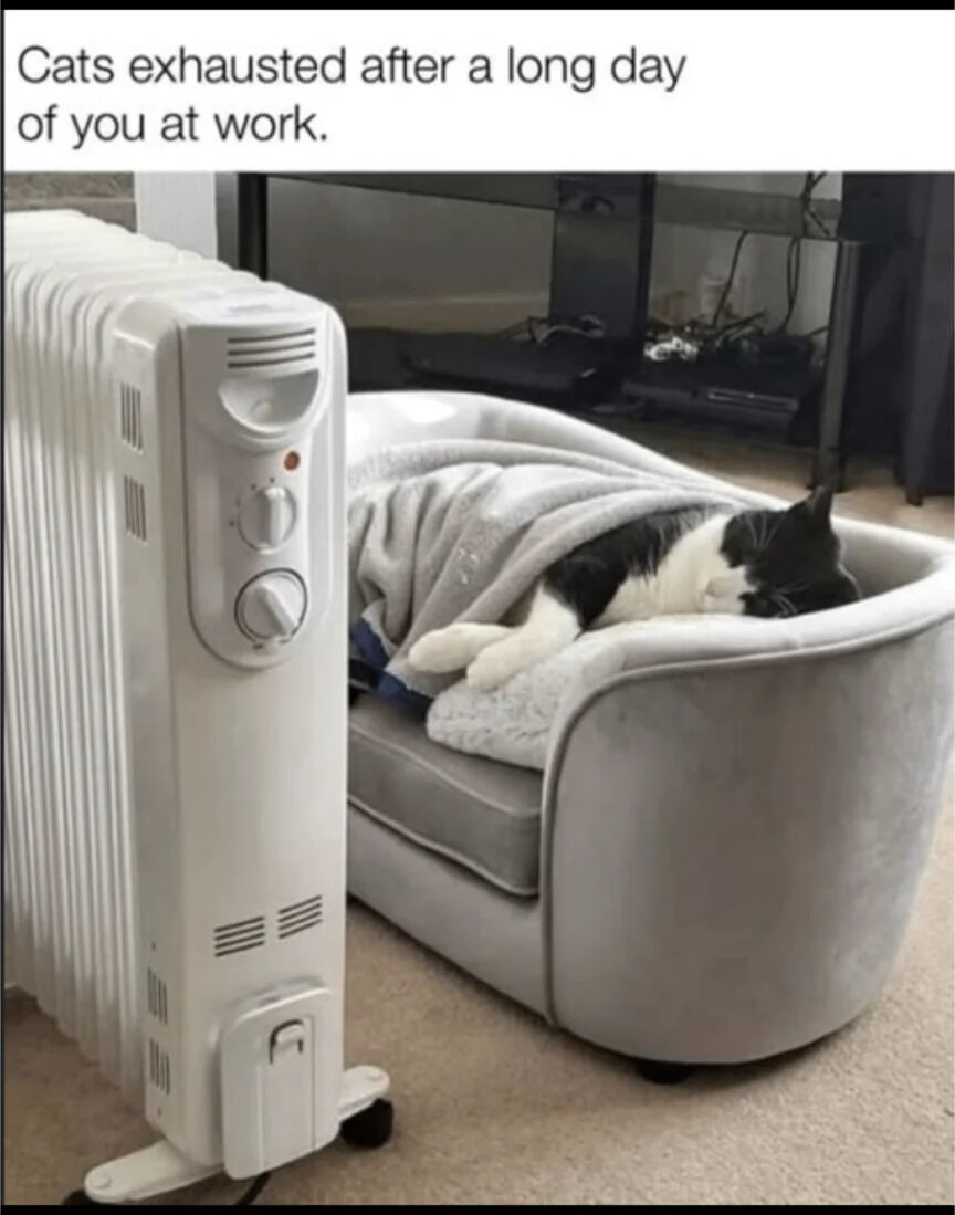 WholesomeMeme's tweet image. 