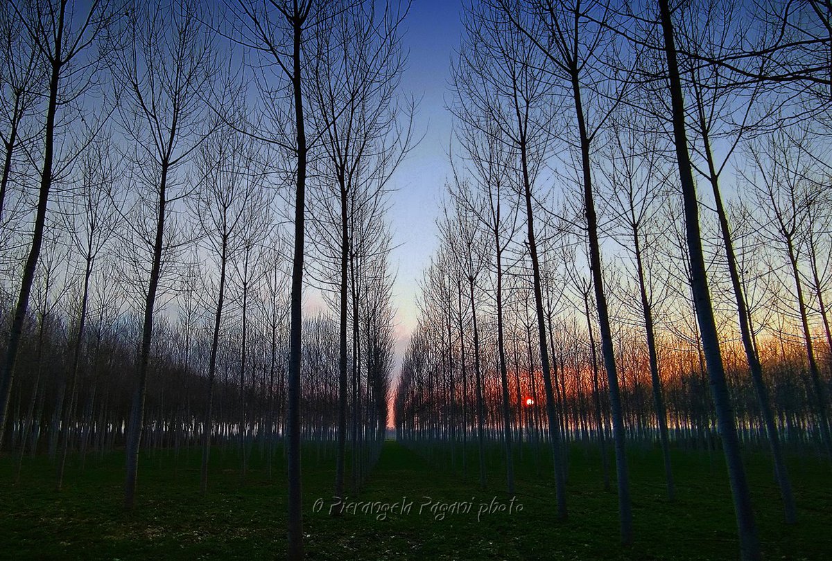 @ferrarisergio4 tweet media