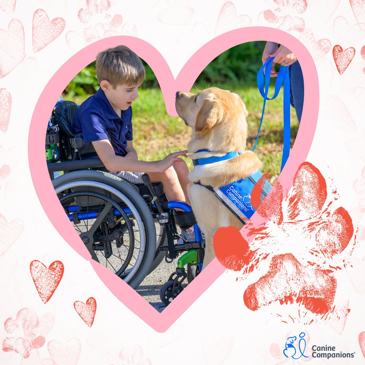 canineorg's tweet photo. 🐕‍🦺 Charlie has given Jack a major sense of confidence. He’s no longer ‘the kid in the wheelchair,’ he’s the boy with the cool dog.” — Jack’s parents  
 
💕 Gift love and change lives: https://t.co/KOng2cvtt2  
 
#LeadWithIndependence #love #donate #fundraising  #cerebralpalsy https://t.co/1aAfWyCZeQ