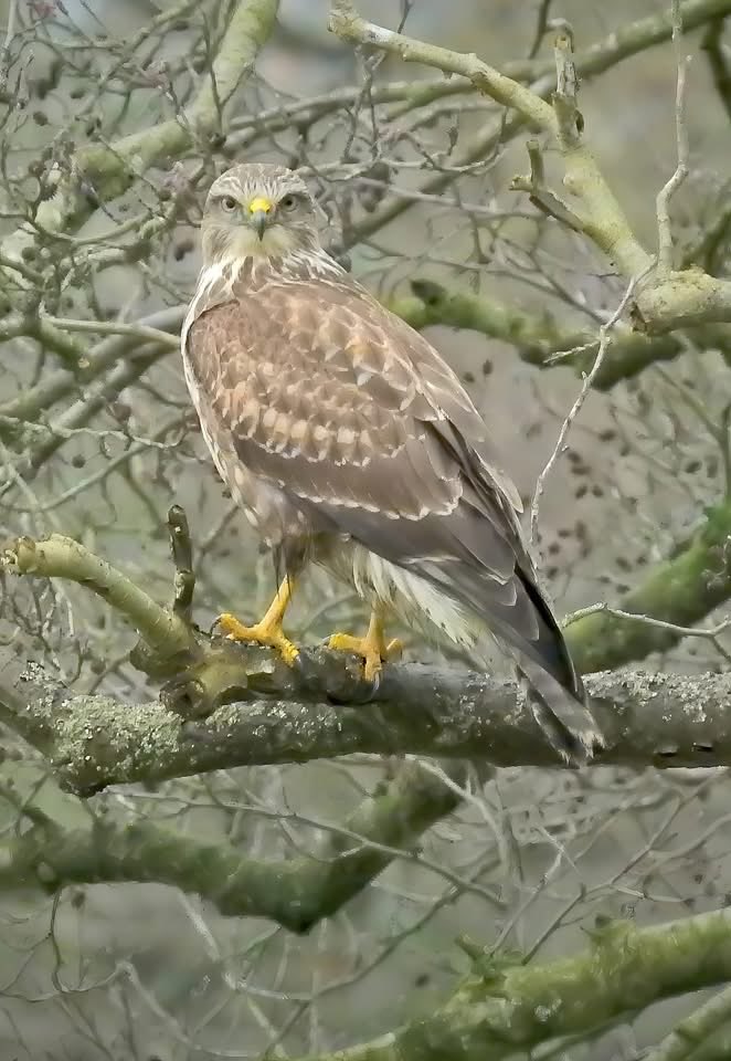 GroundAirPhoto's tweet photo. A common buzzard hunting for worms this morning.🦅 https://t.co/qN0AK3em49