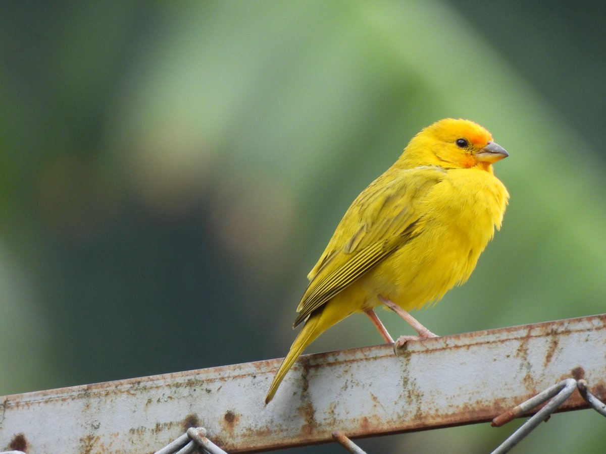ProfePajarero's tweet photo. Sicalis flaveola #SpamDePajaritosYSoloPajaritos #cornelllab #diadelasavesmigratorias #unesco #natgeo #ebird #ebirdcolombia #faunasilvestre #merlinbirdid #colombia #minambiente #GlobalBigDay #nikoncolombia https://t.co/H1lriChfK1