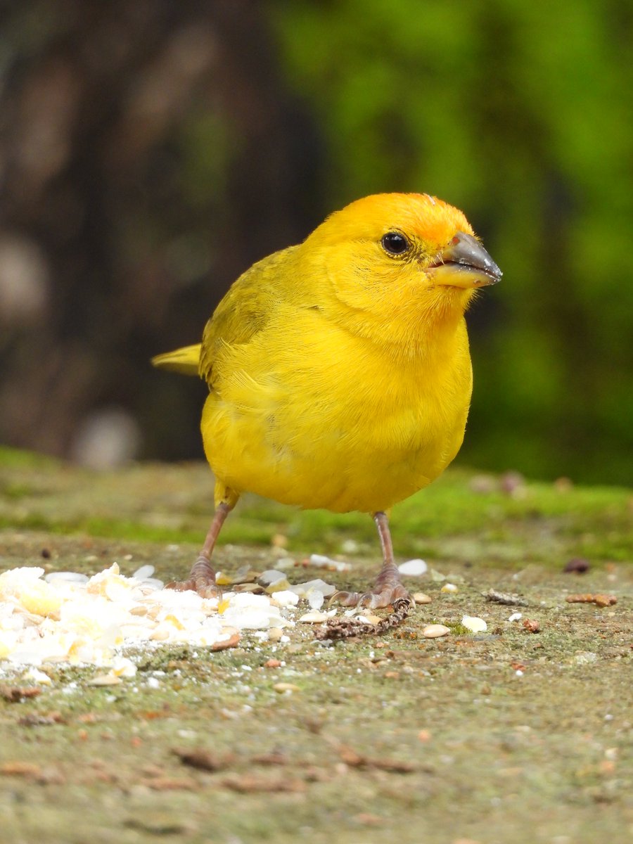 ProfePajarero's tweet photo. Sicalis flaveola #SpamDePajaritosYSoloPajaritos #cornelllab #diadelasavesmigratorias #unesco #natgeo #ebird #ebirdcolombia #faunasilvestre #merlinbirdid #colombia #minambiente #GlobalBigDay #nikoncolombia https://t.co/H1lriChfK1