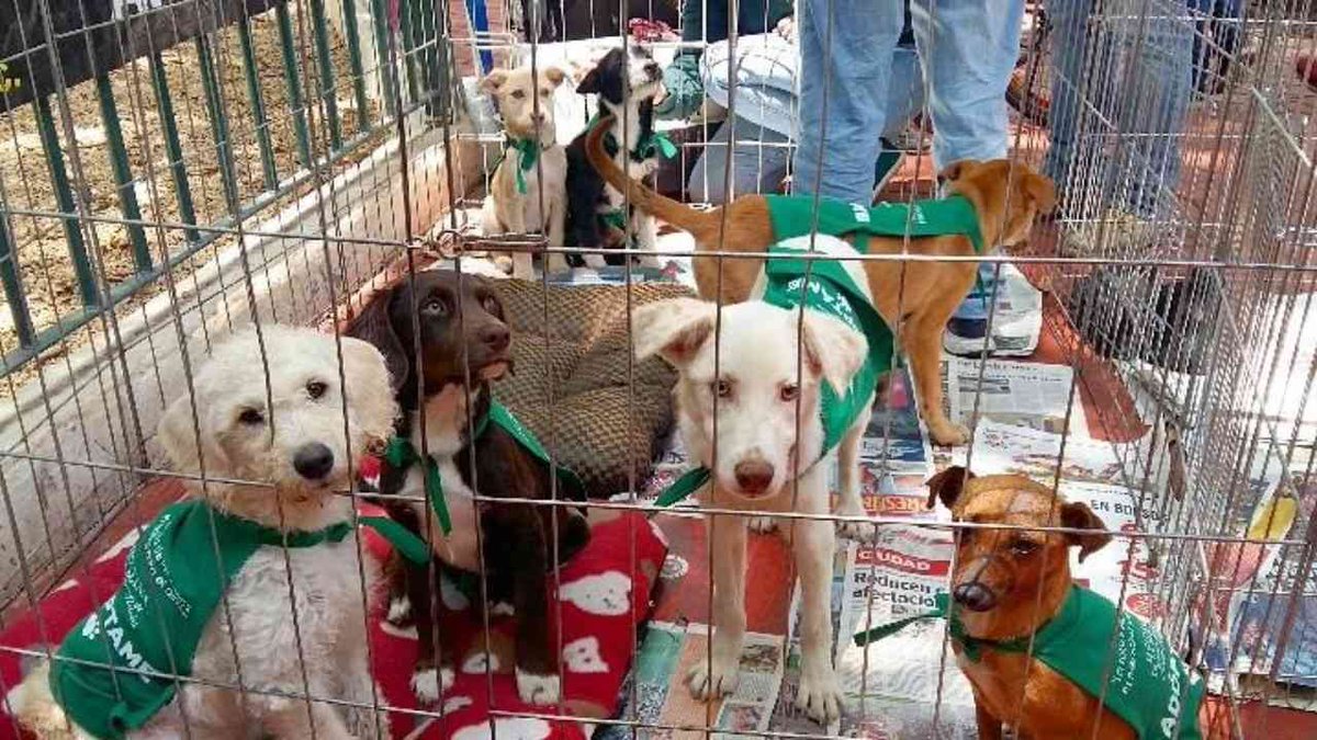 OlafCetto's tweet photo. Ambientito asqueroso miserable* que hace la gentuza vendeperros y “rescata” gatos en el #ParqueMexico de #LaCondesa en #CDMX y quienes “adoptan” o compran; promueven y perpetúan el maltrato animal, la crianza irresponsable y su posterior abandono
* mismo fenotipo de estafadores https://t.co/cB4JPtH9Nq