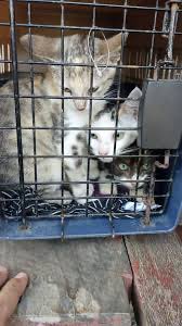 OlafCetto's tweet photo. Ambientito asqueroso miserable* que hace la gentuza vendeperros y “rescata” gatos en el #ParqueMexico de #LaCondesa en #CDMX y quienes “adoptan” o compran; promueven y perpetúan el maltrato animal, la crianza irresponsable y su posterior abandono
* mismo fenotipo de estafadores https://t.co/cB4JPtH9Nq