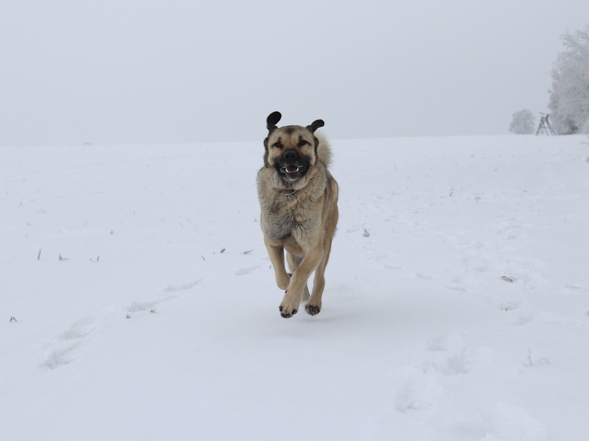 🙋‍♂️Die Kinder waren mit der Hundetrainerin und einer Foto-Frau unter😍