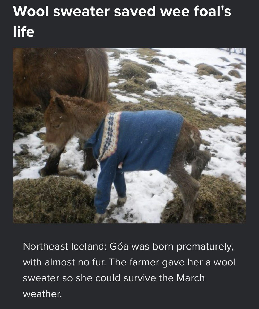 horseimage's tweet image. 