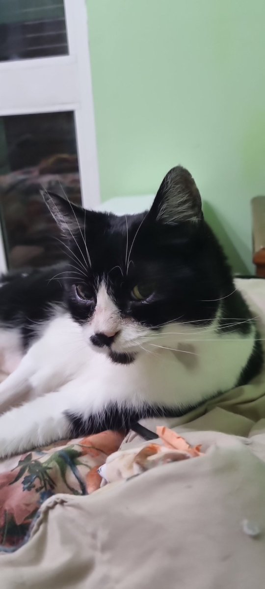 Duke augura a tutti buonanotte e ringrazia chi si ricorda di lui ✨️🐈‍⬛🐈💛🙏