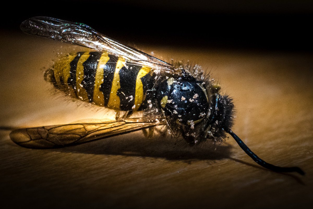 LukeJVincent's tweet photo. What’s not to love about macro photography https://t.co/fcqe7n5CGy