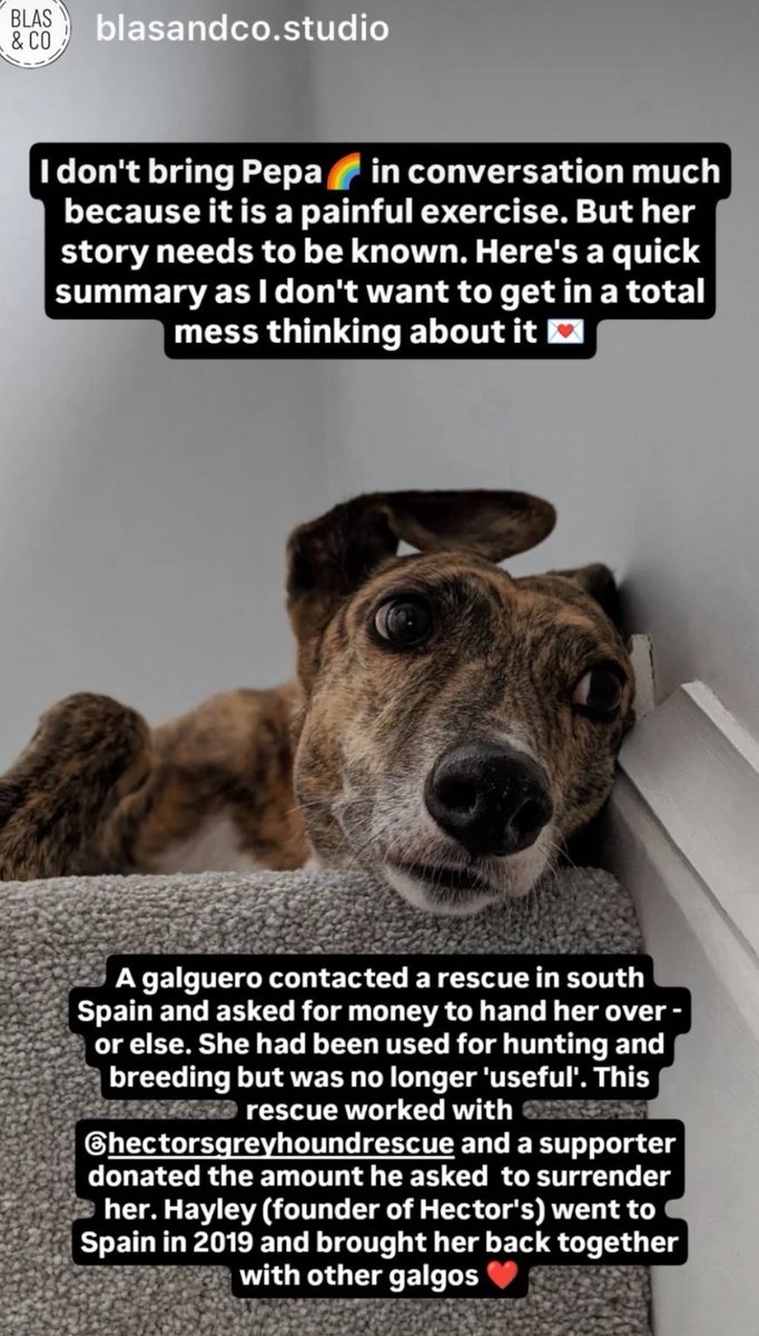 It #WorldGalgoDay these poor dogs are abused all hunting season then disposed of like trash! Appalling how animal welfare standards allow this barbaric practice to continue in today’s age! #savethegalgo #timetoendit