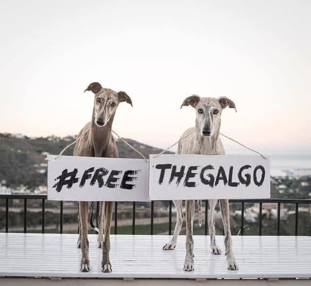 Hector’s Greyhound Rescue tweet media