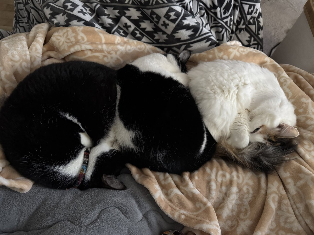 DESIGN@GOフェス6/1午前 tweet media