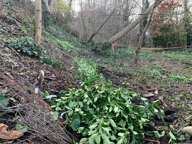 A few days ago, volunteers were in Westcombe Woodlands to take delivery of several dozen tree saplings. They “heeled in” the delivery of several dozen tree species until we are ready to plant these during the February volunteer morning.