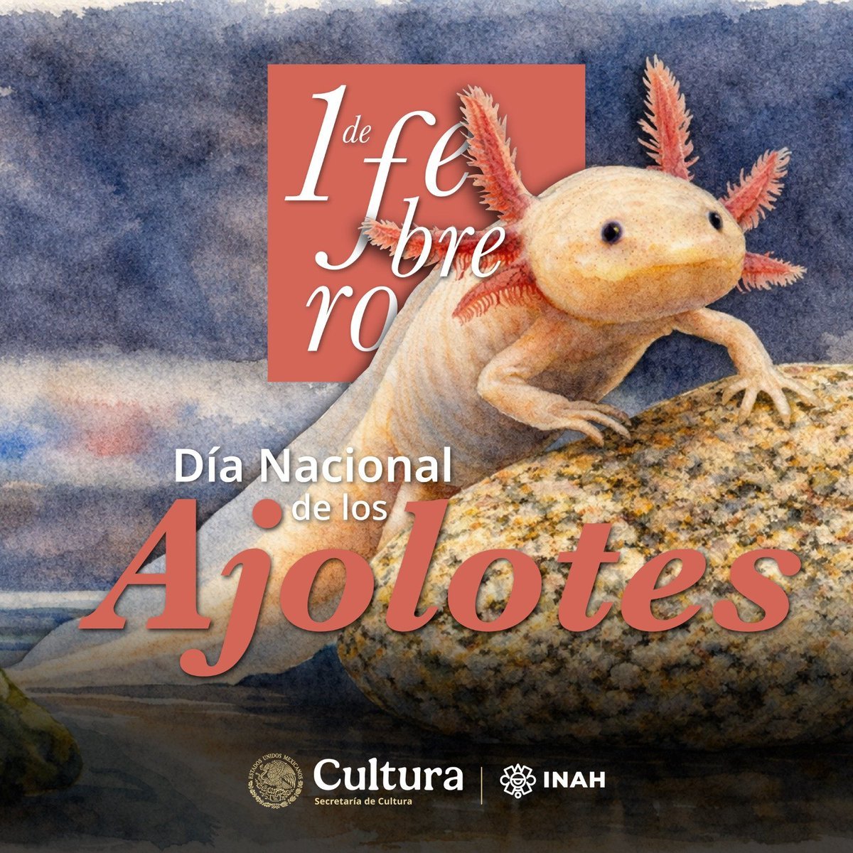 INAHmx's tweet image. #SabíasQue, en la mitología mexica, el ajolote es la advocación acuática del dios Xólotl, hermano gemelo de Quetzalcóatl; sin embargo, el dios Xóloti se hizo monstruoso a causa del nacimiento.

Hoy, en el Día Nacional de los Ajolotes, te contamos más sobre esta creatura:

🧵👇