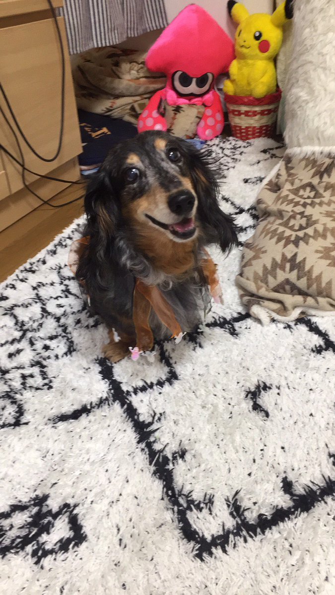 Ivo9aGod's tweet photo. @shuki_stsn あー😭フライングしちゃったのですね😂😂
覚えて頂けて嬉しいです😍😍
本日2月1日なので再度応募させて頂きます✨若くて病気1つなかった時のまるさんです。笑顔の写真があまりなく、、🤣宜しくお願いいたします🙏 https://t.co/7lZ2r8pTQN