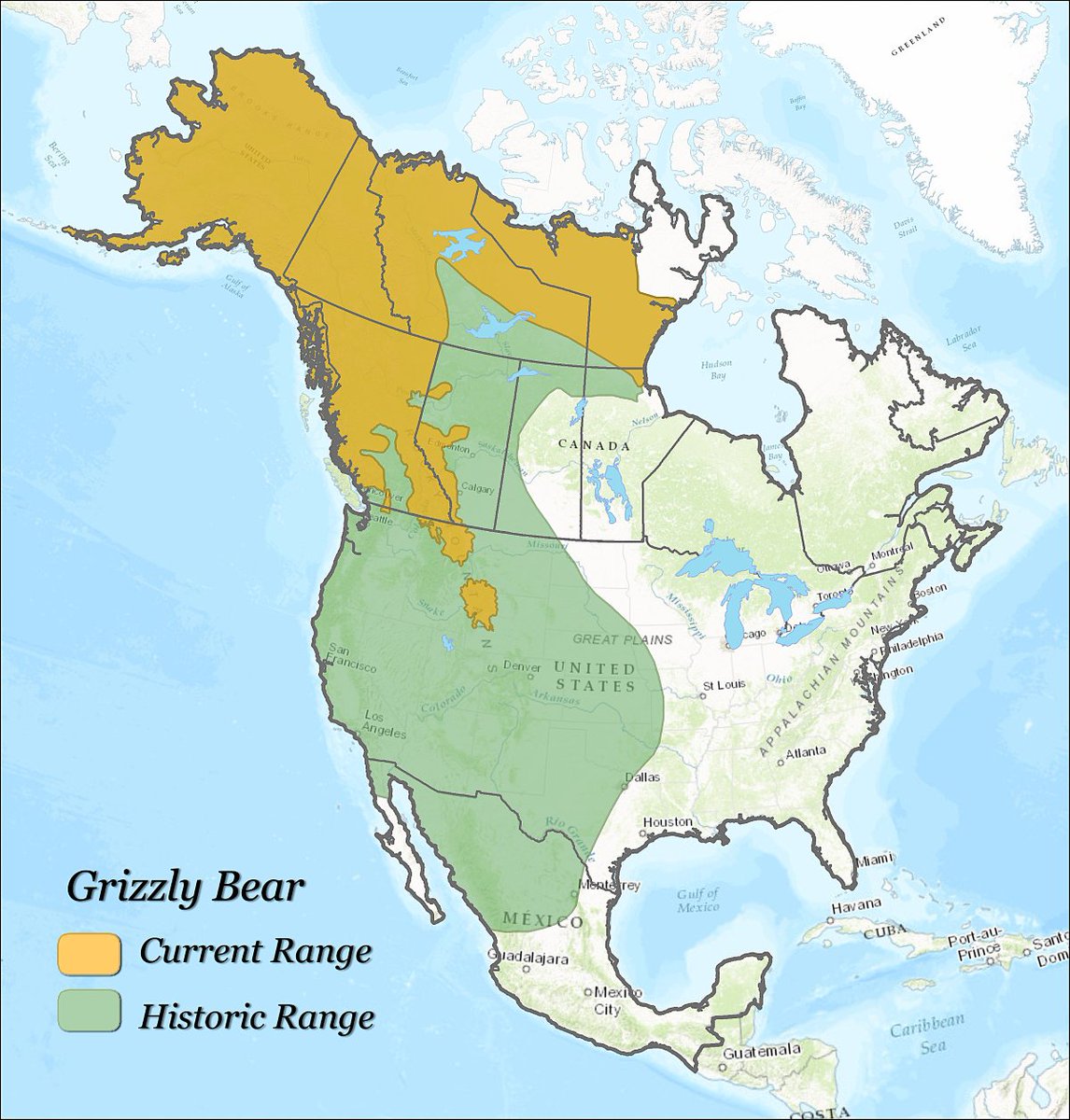 amazingmap's tweet image. Grizzly bear: historic range vs current range