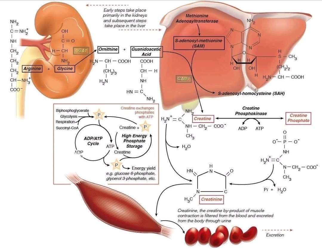 Creatine made simple: how your body builds and uses its energy buffer

Creatine is a molecule your body makes naturally to keep energy flowing smoothly, especially in muscles and the brain. Here’s how the system works:

1️⃣ Where It Begins

Creatine starts in your kidneys, where
