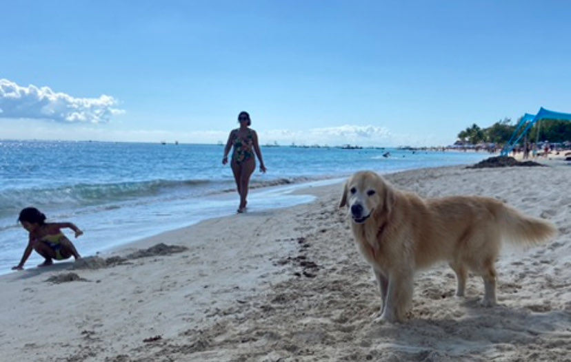 roblich's tweet image. #DomingueandoAndo Playa pet-friendly en #PlayadelCarmen #QR @PlayaRiviera @Viva_Playa 🐶⛱️🏖️🏝️sadalbor.blogspot.com/2026/01/lo-mej…