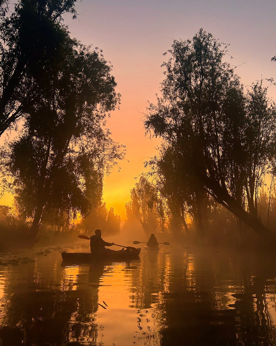 SECTUR_mx's tweet image. ¡Celebremos el Día Nacional del #ajolote! 🚣🏼‍♀️ 🪷

Este fascinante anfibio, endémico de los lagos del Valle de México, ha sido símbolo de nuestra cultura desde tiempos prehispánicos. Según la mitología mexica, el ajolote está vinculado al dios Xólotl, quien, para evitar ser…