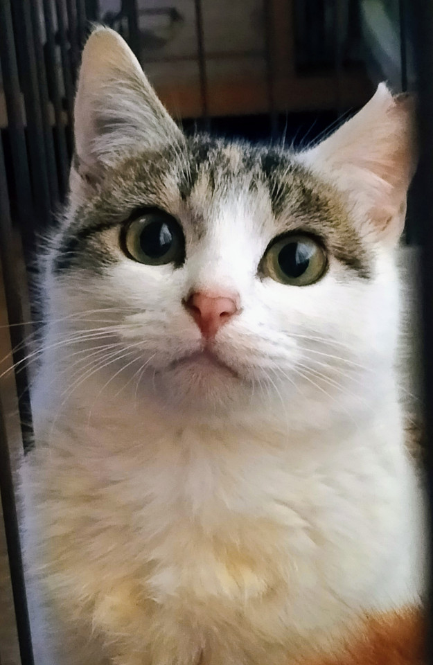 tokyo_foster's tweet photo. 水かけ現場から保護◇むむちゃん
埼玉県 ♀ 生後1才6ヶ月 の"むむ"ちゃんです。
 #猫の里親募集 #埼玉県
詳細：https://t.co/NobXRVPYkC
写真： https://t.co/L4to5kLXmo