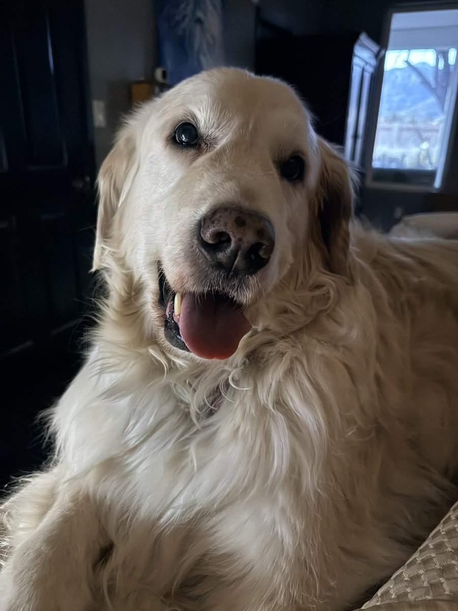 Sampson the Service Dog tweet media