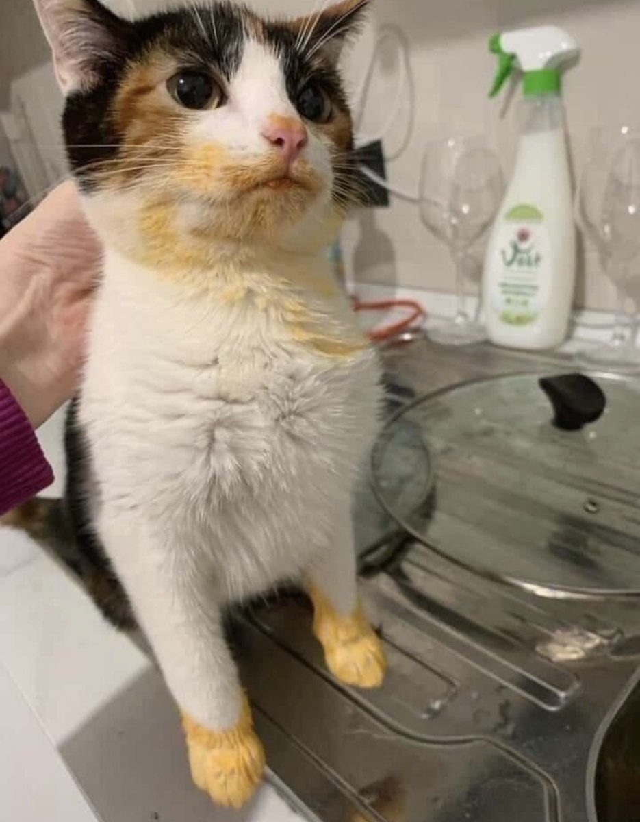 catshealdeprsn's tweet image. 