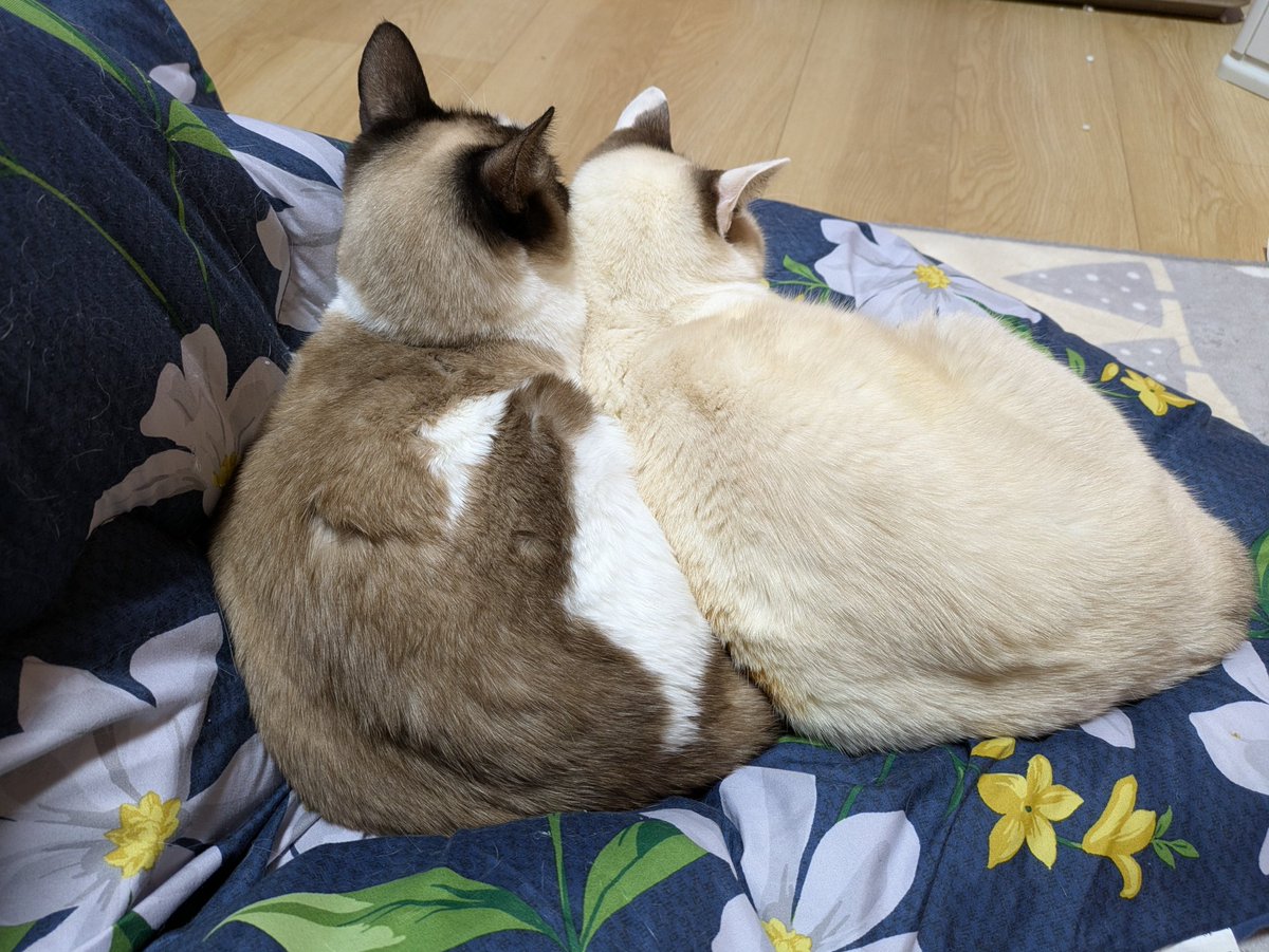 おやすみなさい☆☽☆ 明日は有給取ったのでゆっくりしますᐡᴗ ᴗᶻ𝗓❤︎