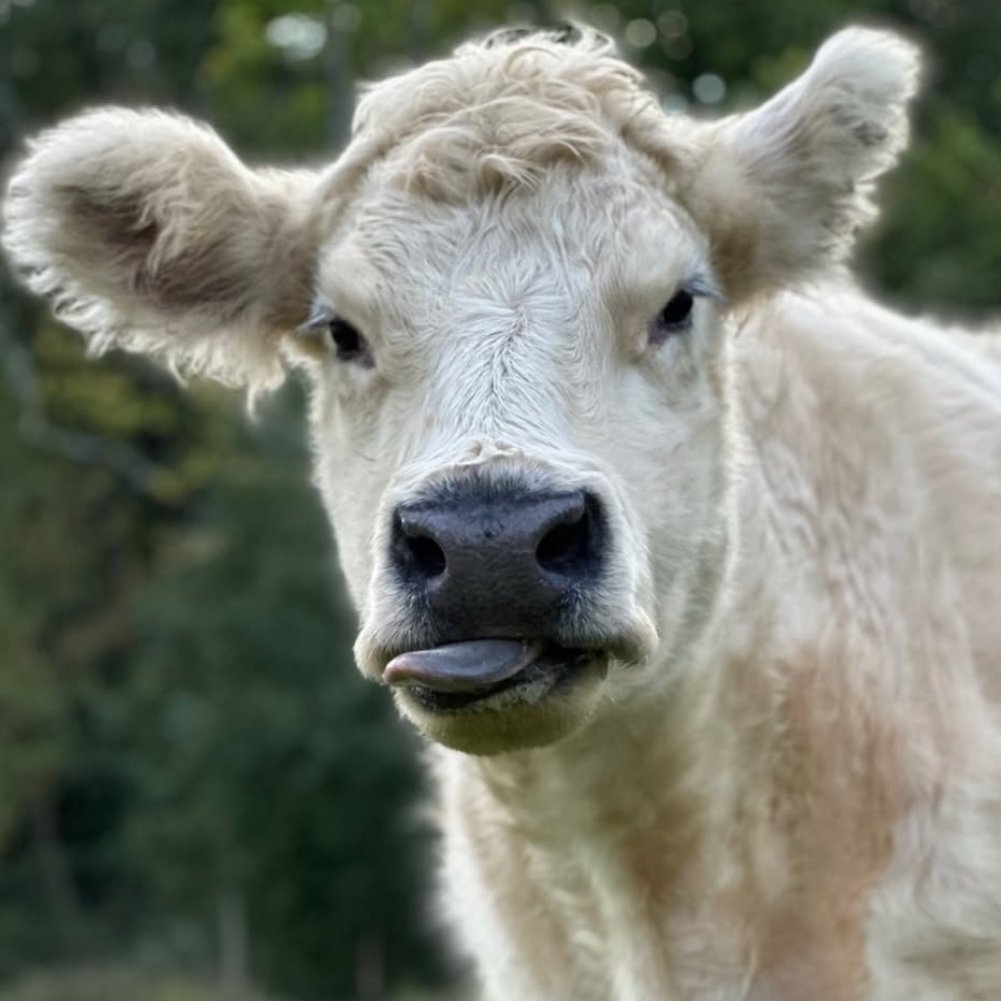 CowoftheDay1's tweet photo. 📅 8th February 2026
🐮 Snow
🏷️ Instagram/laciemevans
💕 #animaloftheday https://t.co/UwMgL694FN