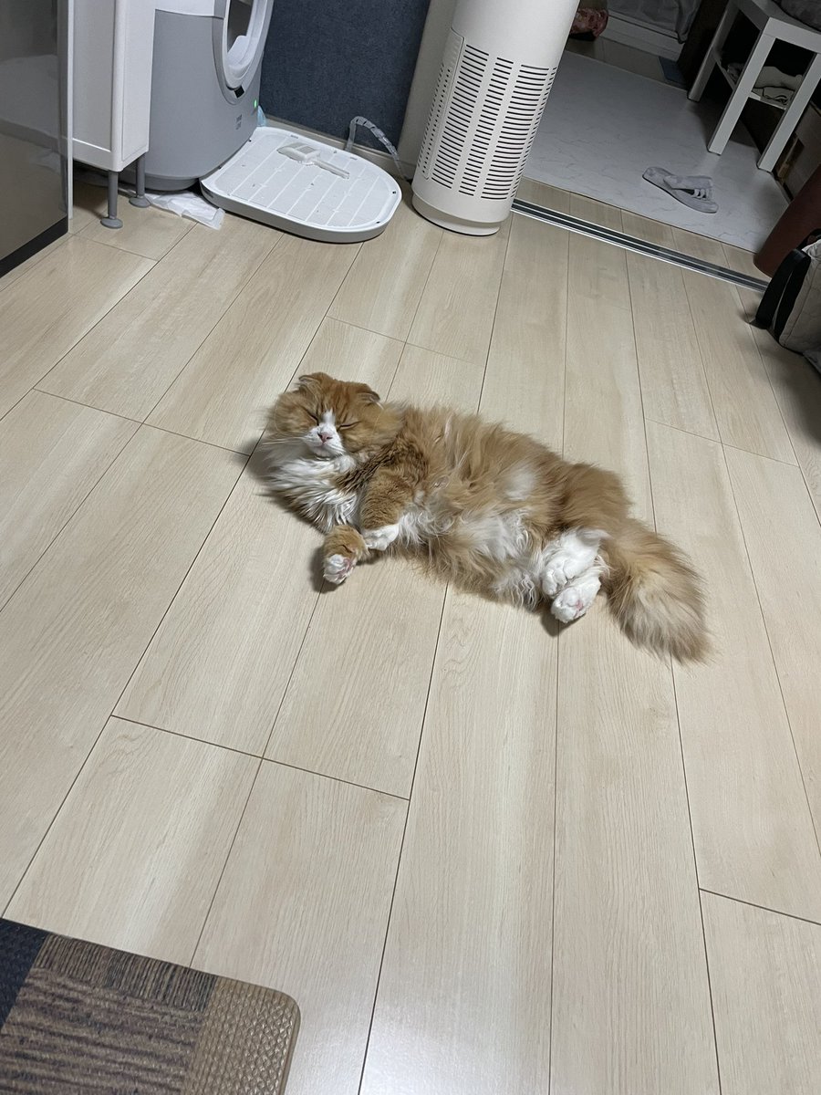 タヌキが転がってる