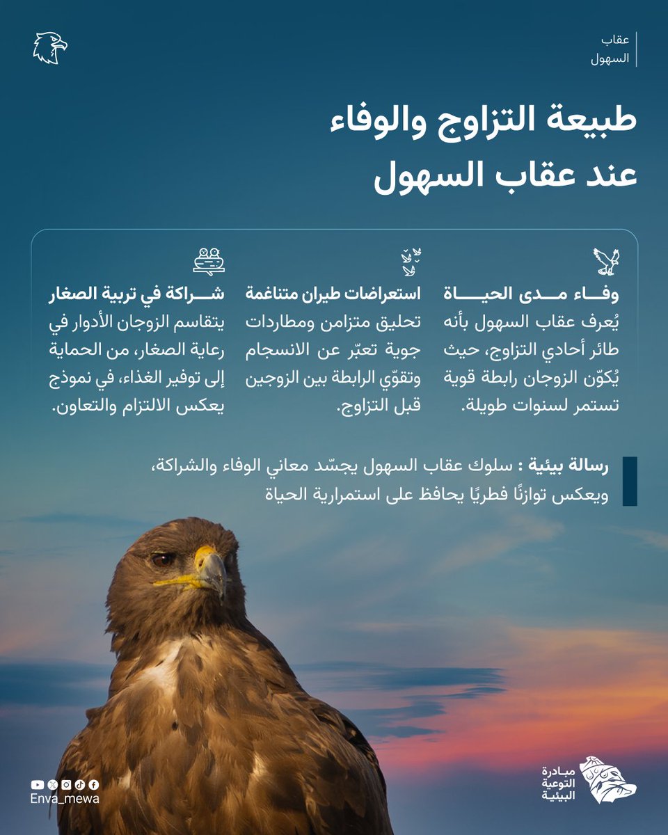 عقاب السهول 
هذا الطائر الوفي، يقدم دورًا محوريًا في الحفاظ على التوازن البيئي واستدامة النظم الطبيعية🌿
للمزيد عنه وعن سلوكياته الفريدة اكتشفوا عالمه مع #مبادرة_التوعية_البيئة 🔍✨

#Aquila_nipalensis
#Steppe_Eagle