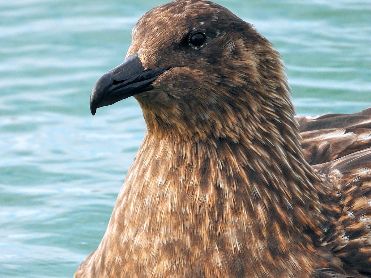 Adrian Brockless tweet media